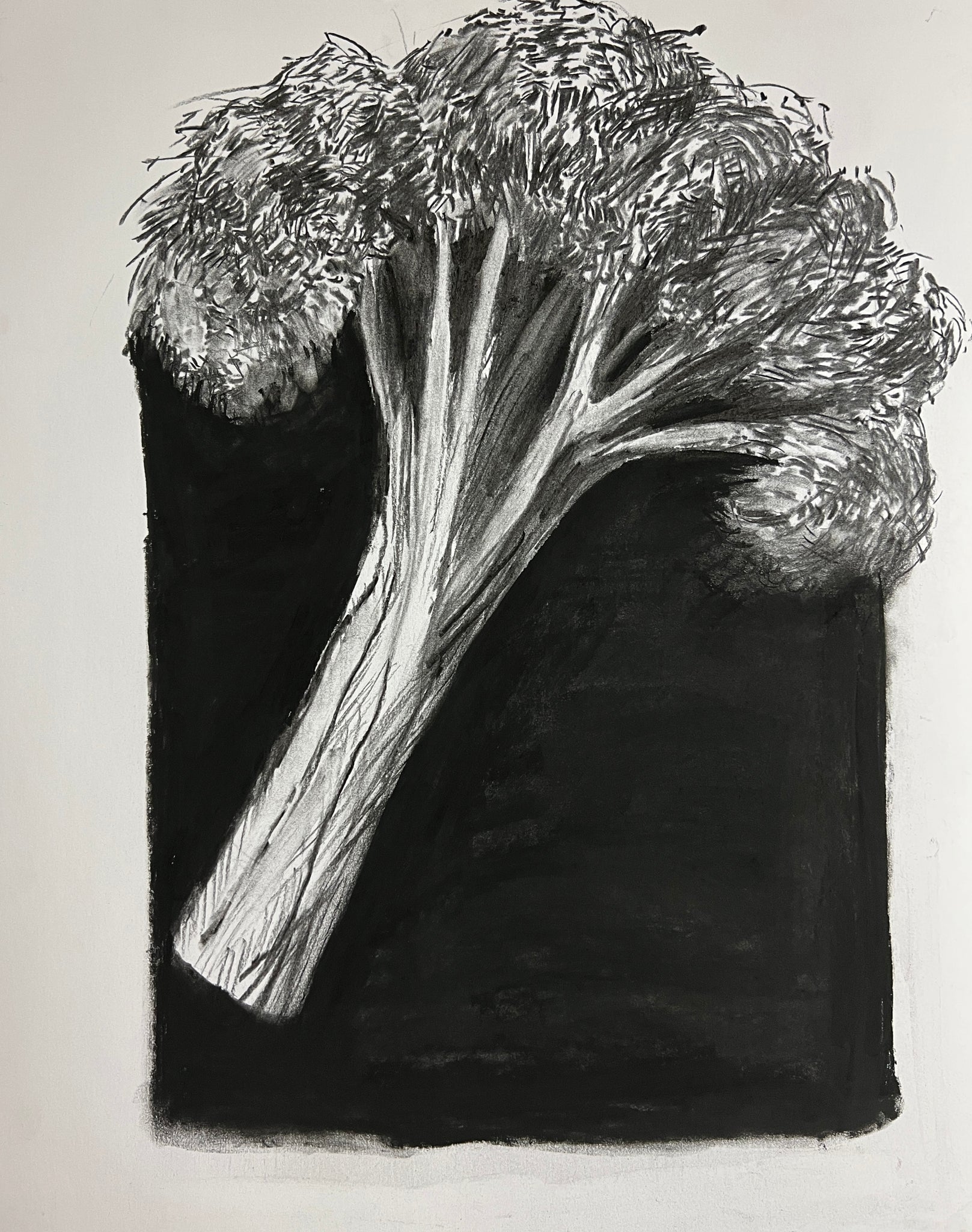 2290: Broccoli Drawing